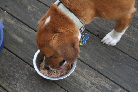 Grocery Pup April 2019 Review