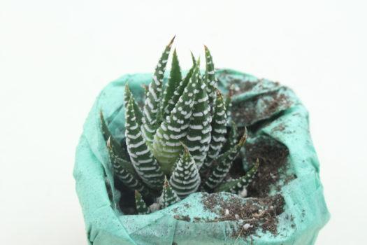 Zebra Haworthia