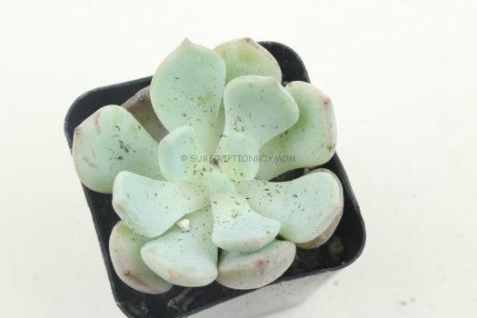 Moonglow Graptoveria 