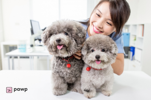 PAWP Pet Health Subscription Service